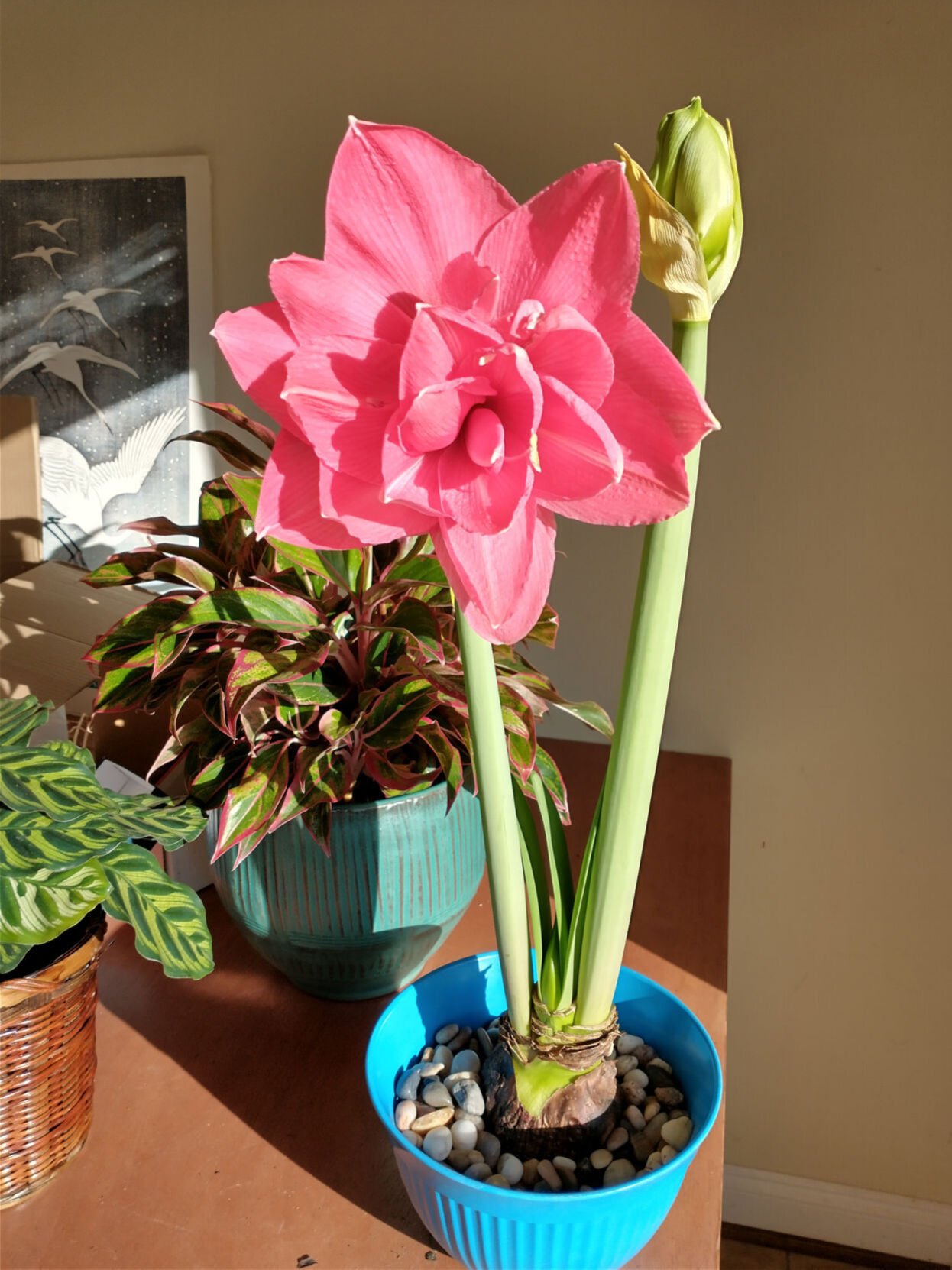 Bloom